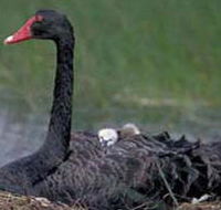 French Island Marine National Park - Nambucca Heads Accommodation