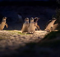 Phillip Island Nature Parks - Nambucca Heads Accommodation