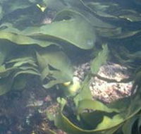 Churchill Island Marine National Park - Nambucca Heads Accommodation