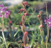Carnamah-Eneabba Wildflower Drive - Nambucca Heads Accommodation