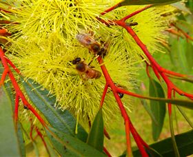 Ungulla Country Garden - Nambucca Heads Accommodation 6