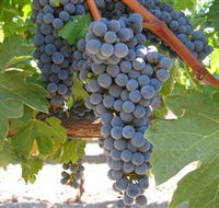 Joshuas Fault Wine - Nambucca Heads Accommodation