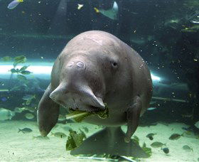 SEA LIFE Sydney Aquarium - Nambucca Heads Accommodation 1