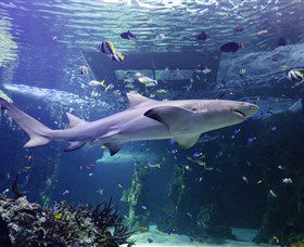 SEA LIFE Sydney Aquarium - Nambucca Heads Accommodation 0