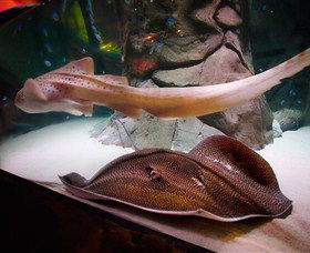 SEA LIFE Sydney Aquarium - Nambucca Heads Accommodation 4