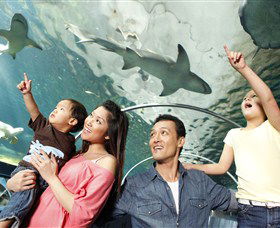 SEA LIFE Sydney Aquarium - Nambucca Heads Accommodation 7
