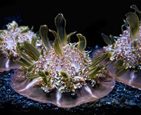 SEA LIFE Sydney Aquarium - Nambucca Heads Accommodation 8
