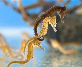 SEA LIFE Sydney Aquarium - Nambucca Heads Accommodation 6