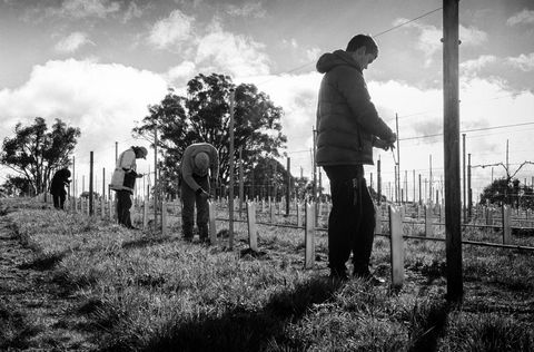 Clonakilla Wines - Nambucca Heads Accommodation 4