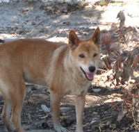 Cohunu Koala Park - Nambucca Heads Accommodation