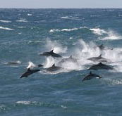 Tamboi Queen Cruises - Nambucca Heads Accommodation