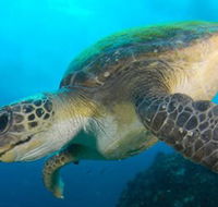 Byron Bay Dive Centre - Nambucca Heads Accommodation