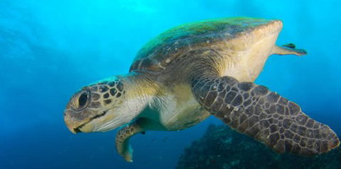 Byron Bay Dive Centre - Nambucca Heads Accommodation 0