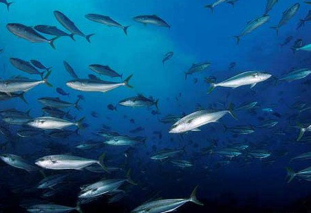 Byron Bay Dive Centre - Nambucca Heads Accommodation 2