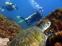 Byron Bay Dive Centre - Nambucca Heads Accommodation 3