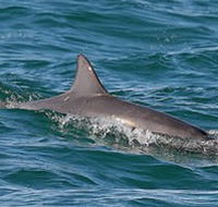 Byron Bay Dolphin Wildlife Tours - Nambucca Heads Accommodation