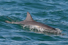 Byron Bay Dolphin Wildlife Tours - Nambucca Heads Accommodation 0