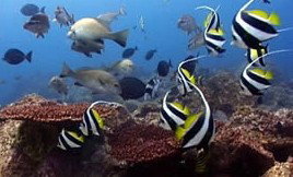 Byron Bay Dolphin Wildlife Tours - Nambucca Heads Accommodation 3