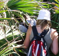 Palm Jungle loop track - Nambucca Heads Accommodation