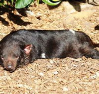 Symbio Wildlife Park - Nambucca Heads Accommodation