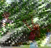 Forest Range Cherries - Nambucca Heads Accommodation