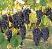 Hills Short Wine and Food Trail - Nambucca Heads Accommodation
