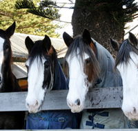 Victor Harbor Horse Drawn Tramway - Nambucca Heads Accommodation