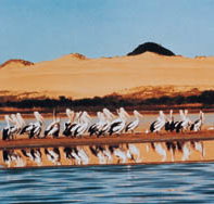 Coorong National Park - Nambucca Heads Accommodation