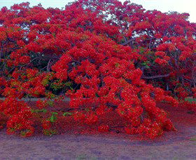 George Brown Darwin Botanic Gardens - Nambucca Heads Accommodation 1