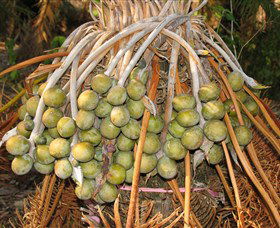 George Brown Darwin Botanic Gardens - Nambucca Heads Accommodation 7