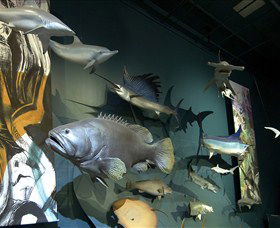 Museum And Art Gallery Of The Northern Territory - Nambucca Heads Accommodation 4