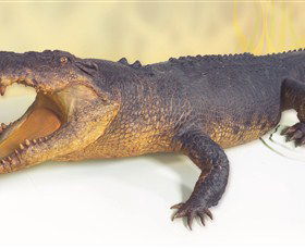 Museum And Art Gallery Of The Northern Territory - Nambucca Heads Accommodation 5