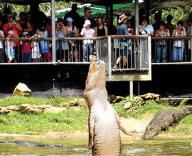 Crocodylus Park - Nambucca Heads Accommodation 0