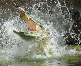 Crocodylus Park - Nambucca Heads Accommodation 5