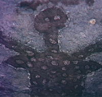 Quinkan Reserves Ancient Rock Art - Nambucca Heads Accommodation