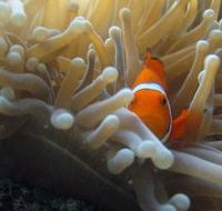 Beaver Reef Dive Site - Nambucca Heads Accommodation