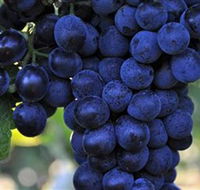 De Bortoli Wines Bilbul - Nambucca Heads Accommodation
