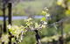 Mountainside Wines - thumb 0