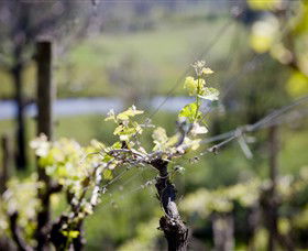Mountainside Wines - Nambucca Heads Accommodation 0