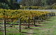 Mountainside Wines - thumb 1