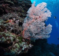 Barracuda Bommie Dive Site - Nambucca Heads Accommodation