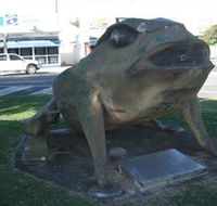 Big Cane Toad - Nambucca Heads Accommodation