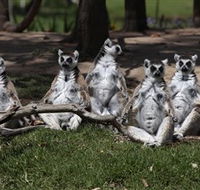 Savannah Visitor Plaza Taronga Western Plains Zoo Dubbo - Nambucca Heads Accommodation