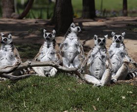 Savannah Visitor Plaza, Taronga Western Plains Zoo Dubbo - Nambucca Heads Accommodation 0