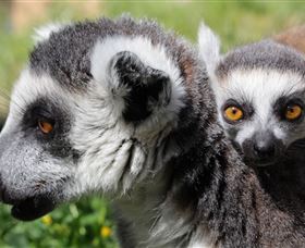 Savannah Visitor Plaza, Taronga Western Plains Zoo Dubbo - Nambucca Heads Accommodation 1