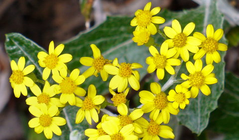 The Rock Nature Reserve - Kengal Aboriginal Place - Nambucca Heads Accommodation 1