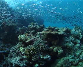 Manta Ray Drop Off Dive Site - Nambucca Heads Accommodation 1