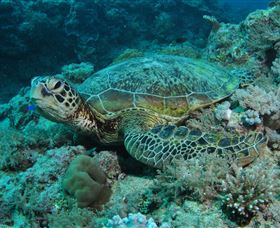 Manta Ray Drop Off Dive Site - Nambucca Heads Accommodation 3