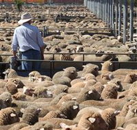 Livestock Marketing Centre - Nambucca Heads Accommodation