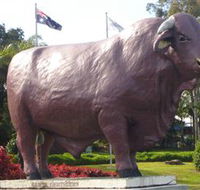 Rockhampton Bull Statues - Nambucca Heads Accommodation